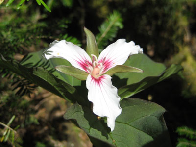 A painted trillium in the woods