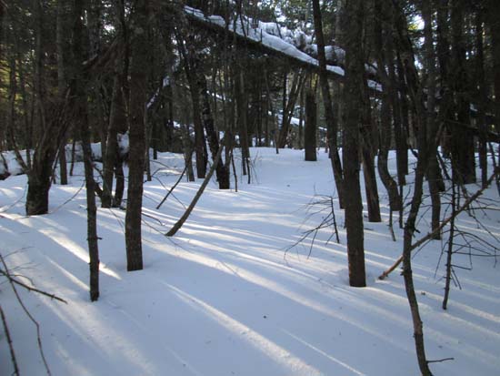 Bushwhacking to Scar Ridge West Peak