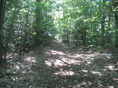 Looking up Mountain Trail