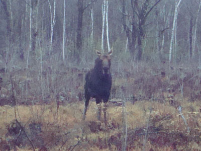 A bull moose posing near the McDuffee-Canaan Road junction