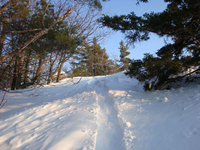 Looking up Mountain Trail