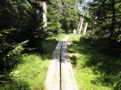 The Kenduskeag Trail on the way to Shelburne Moriah