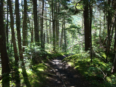 Carter-Moriah Trail on the way to South Carter