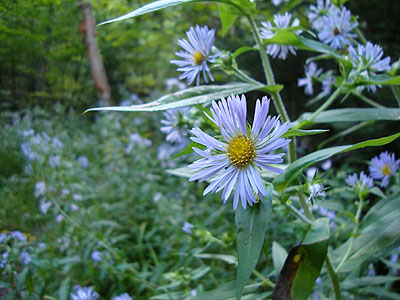 Wildflowers on the Carter Dome Trail