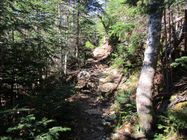 The Carter Moriah Trail