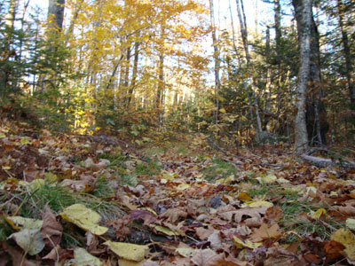 Looking up the New Path