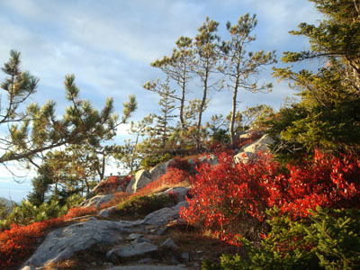 Looking up the Moat Mountain Trail