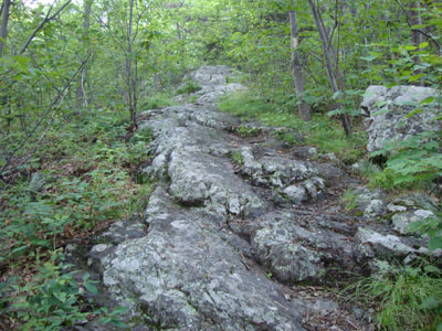 Looking up the Moat Mountain Trail