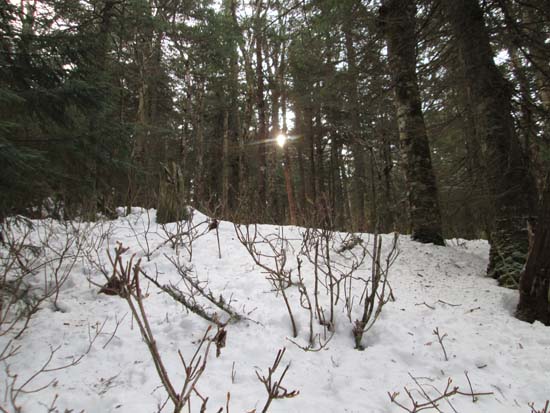 Bushwhacking to East Spruce