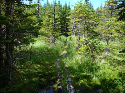 The Davis Path on the way to Stairs Mountain