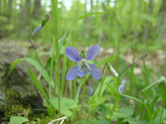 Violets along the Stinson Mountain Trail
