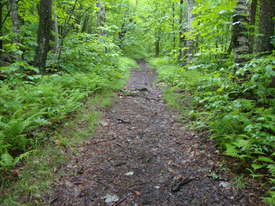 Looking up the Stinson Mountain Trail