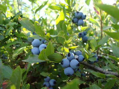 Blueberries galore on Straightback Mountain