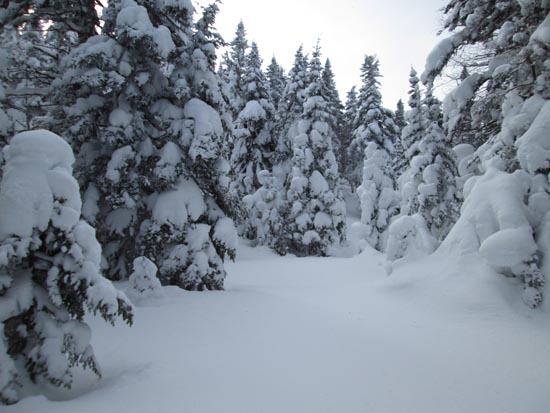 Bushwhacking to Stub Hill