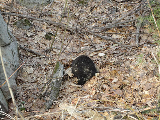 A porcupine near the White Trail off Sugarloaf