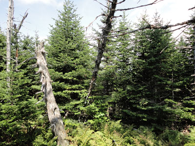 A lack of views from the Bulge - Click to enlarge