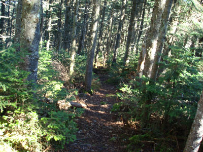 Looking down the Kilkenny Ridge Trail on the way to the Bulge