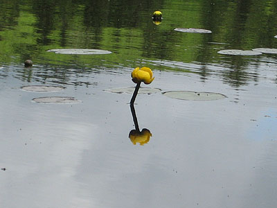 A yellow pond lily on Unknown Pond
