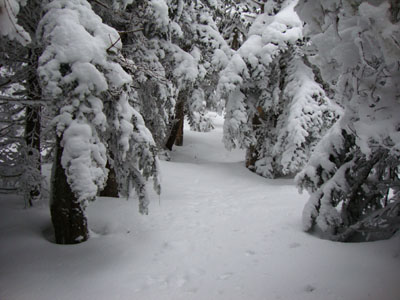 The Kilkenny Ridge Trail between Mt. Cabot and the Bulge