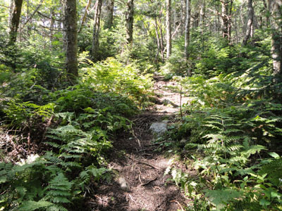 The Kilkenny Ridge Trail to the Bulge