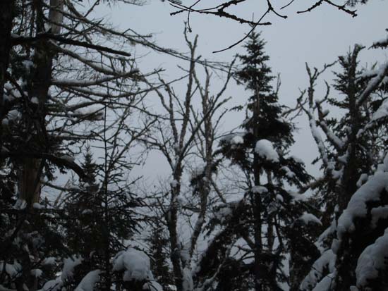 A lack of views from the summit of The Fool Killer - Click to enlarge