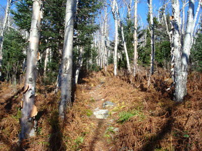 Looking up the Unknown Pond Trail