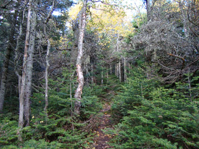 The spur trail to the Horn