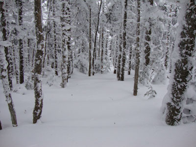 The Kilkenny Ridge Trail between the Bulge and the Horn