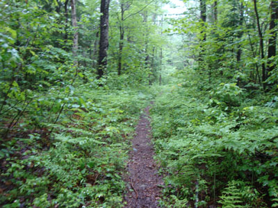Looking up the Unknown Pond Trail