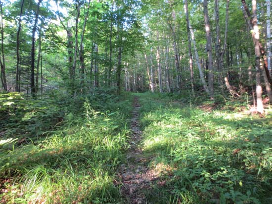 Heading up the logging road on the way to the Nubble