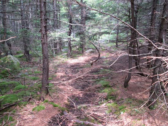 A brief stretch of abandoned trail on the way to South Twin