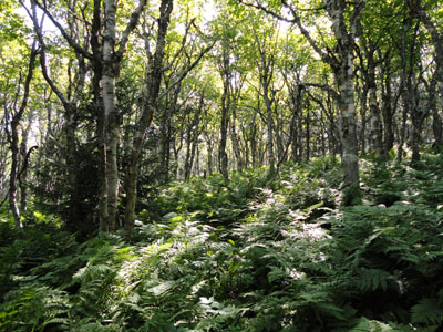 Open glades near the viewless summit of Unknown Pond Peak - Click to enlarge
