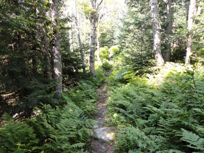 Looking up the Unknown Pond Trail
