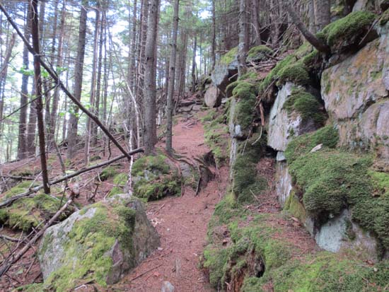 The Victor Head Side Trail