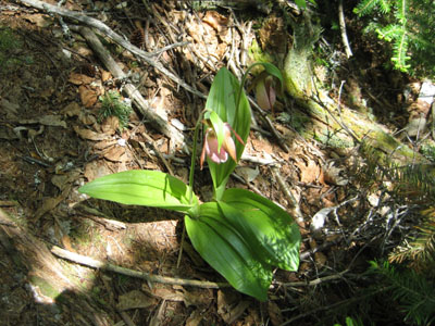 Lady slippers in the woods on the way to Vose Spur