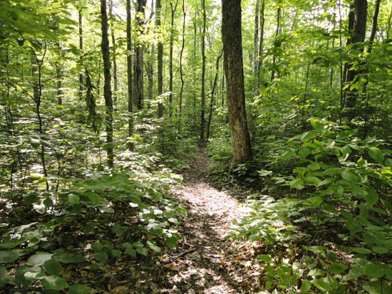 The Wachipauka Pond Trail