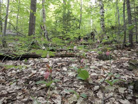 Lady slippers