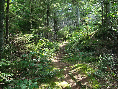 Looking down the Crawford-Ridgepole Trail near West Doublehead Mountain