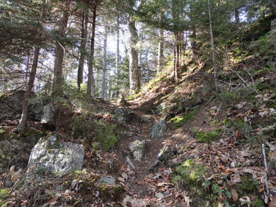 The Crawford-Ridgepole Trail on the way to West Doublehead Mountain