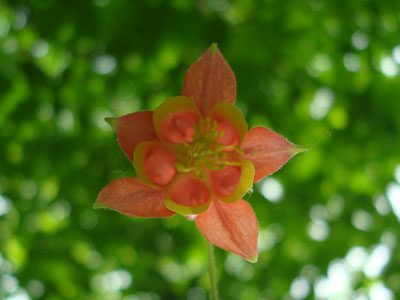 A wild columbine flower at the top of West Rattlesnake