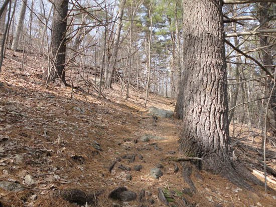 Looking up the Pasture Trail