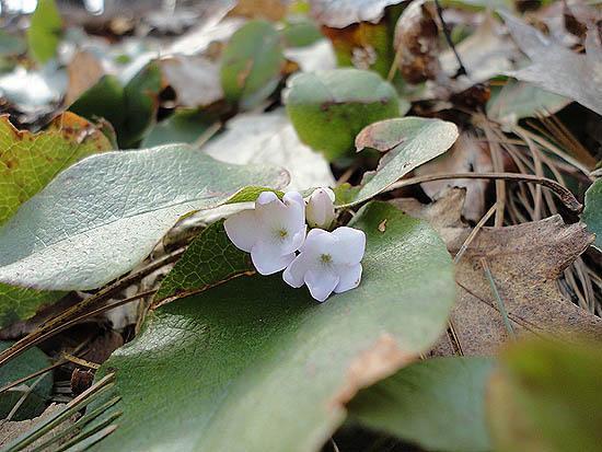 Trailing arbutus on the Pasture Trail