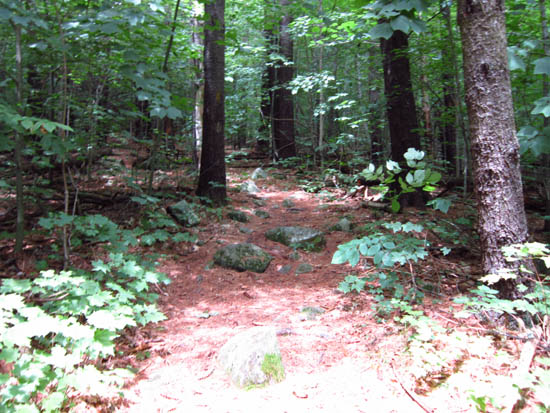 Looking up the Pasture Trail