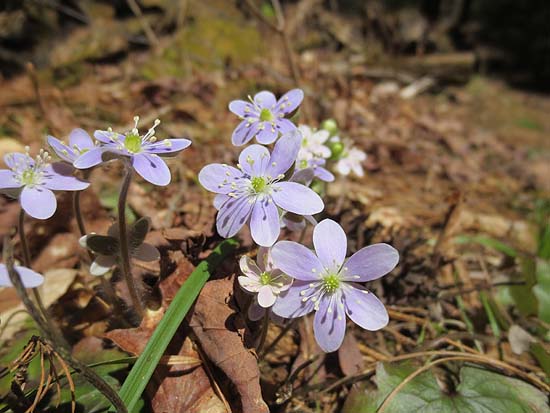 Hepatica on the Col Trail