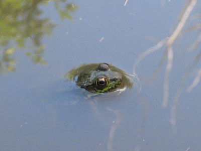 A frog hanging out in one of the large puddles on the Whiteface Trail
