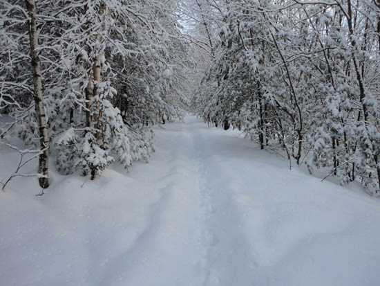 Looking up the Piper Whiteface Trail