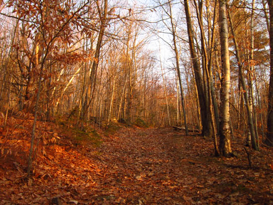 Late afternoon light on the Piper Whiteface Trail