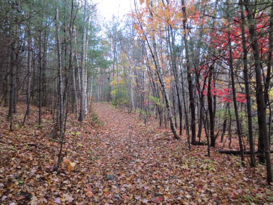 Looking up the Piper Whiteface Trail