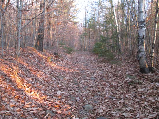 Late afternoon light on the Piper Whiteface Trail