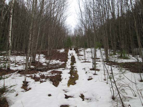 Looking up a trail up the former lift line